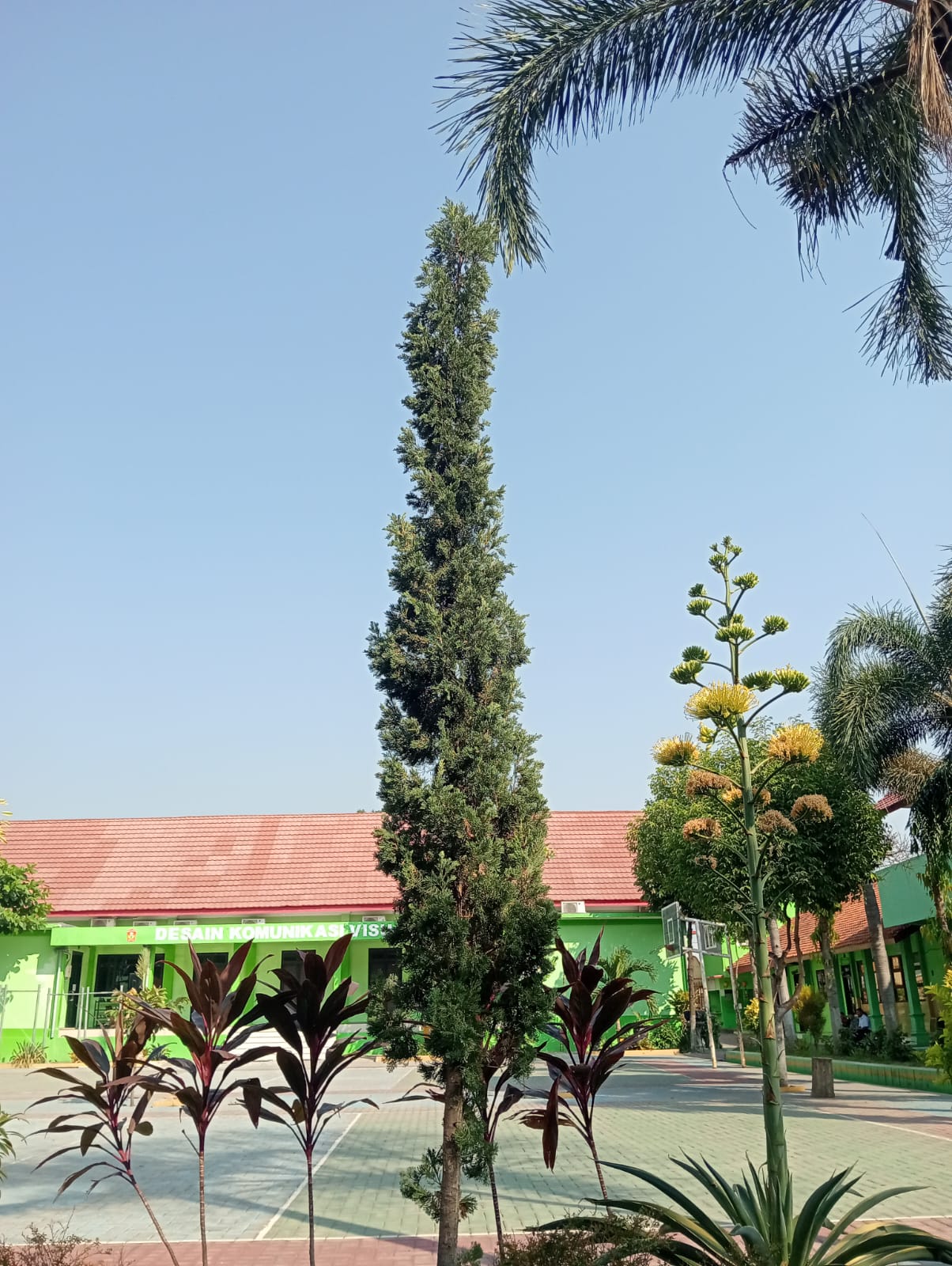 cemara gimbal