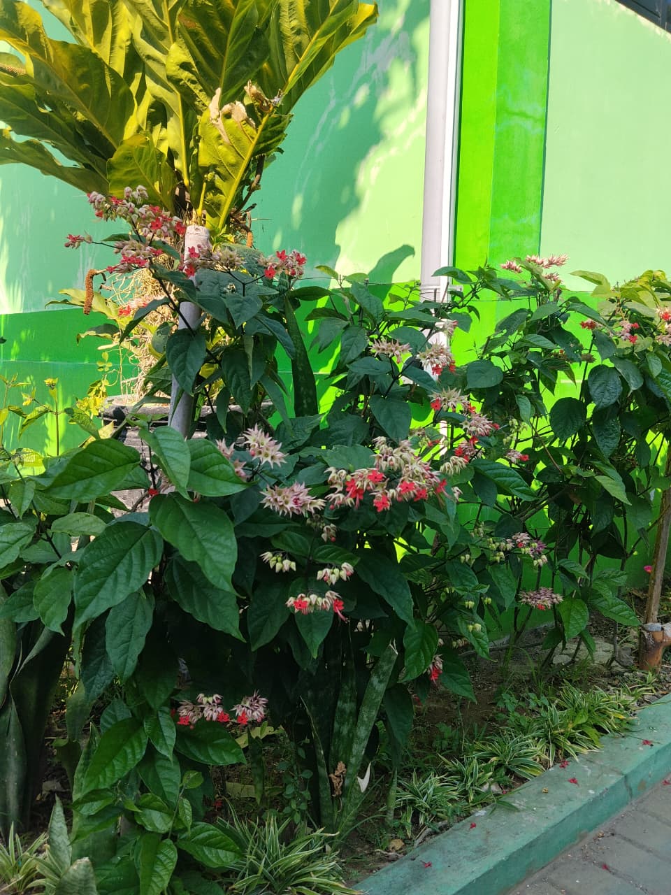 Nona makan sirih