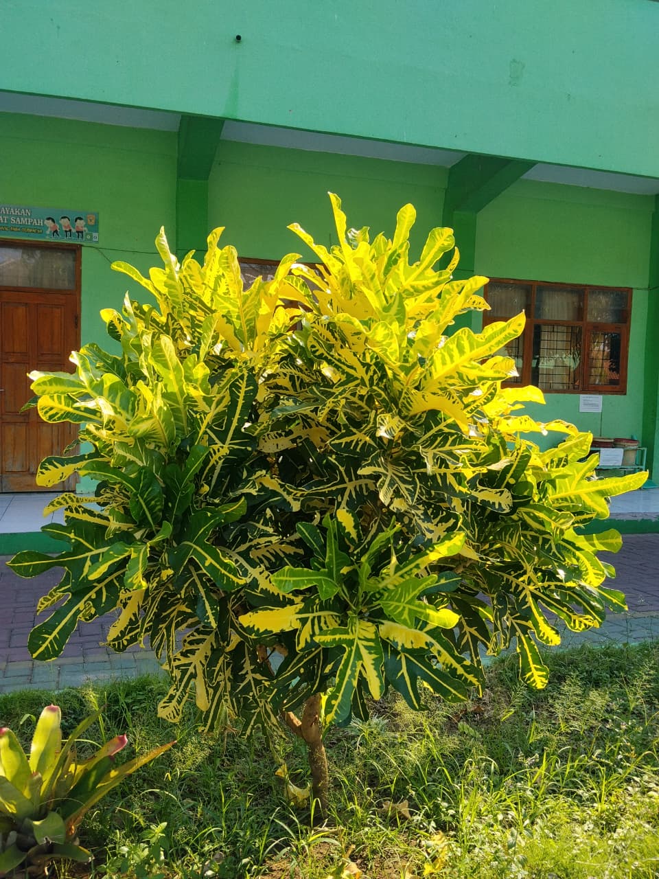 Puring Terang Bulan