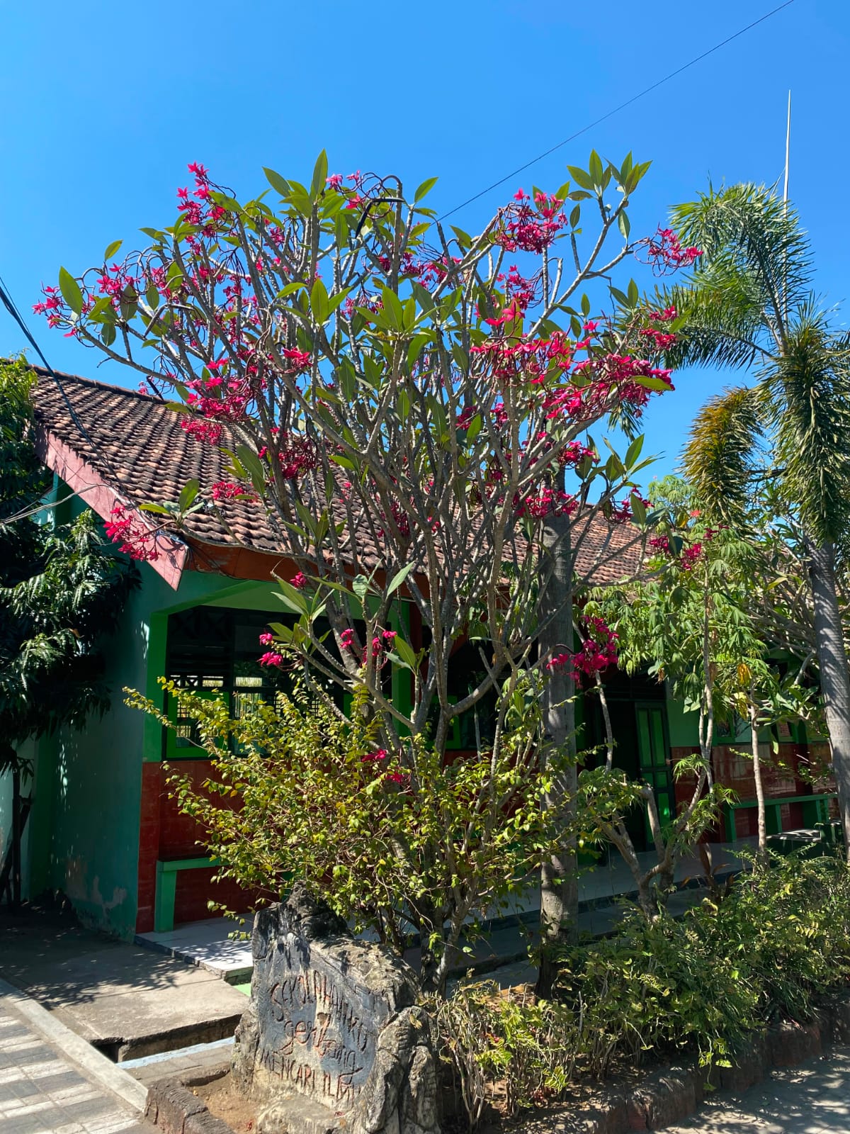 Kamboja Bali Merah