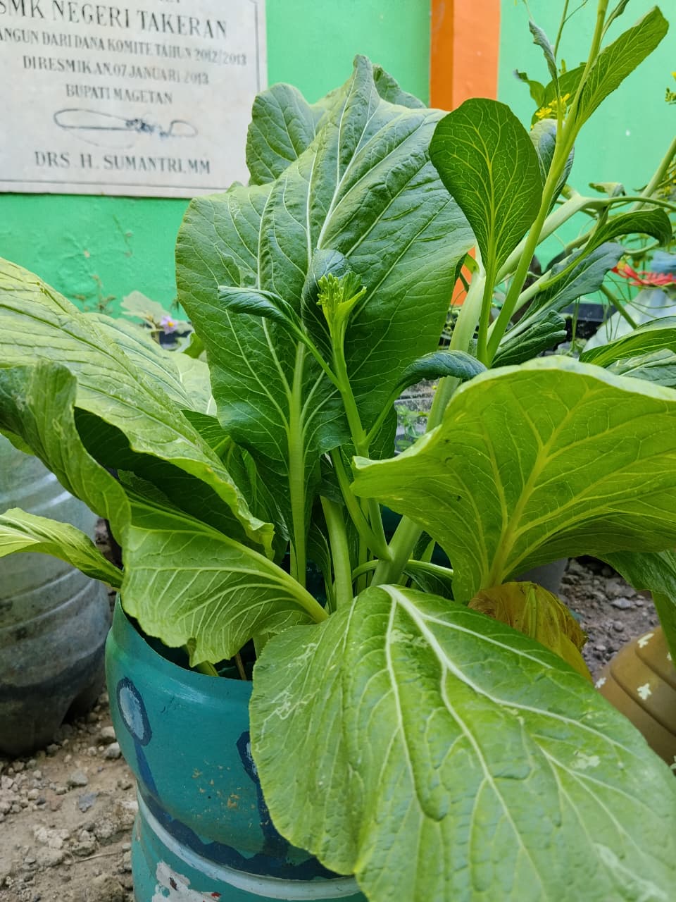 sawi hijau