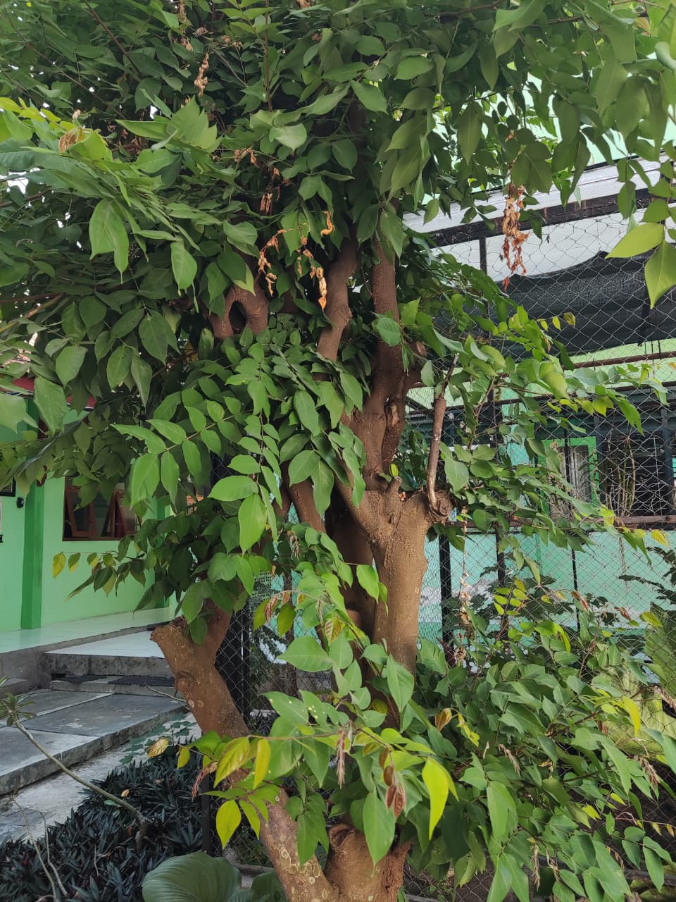 pohon belimbing manis