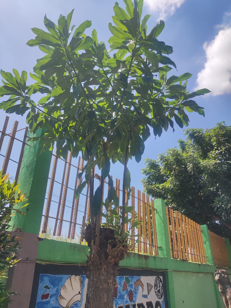 pohon bintaro