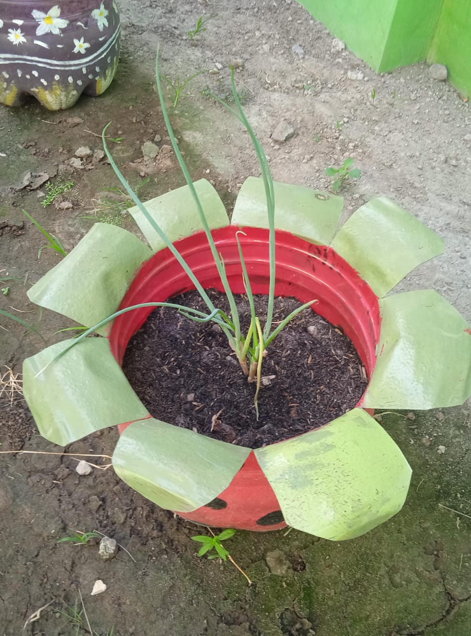 Daun bawang