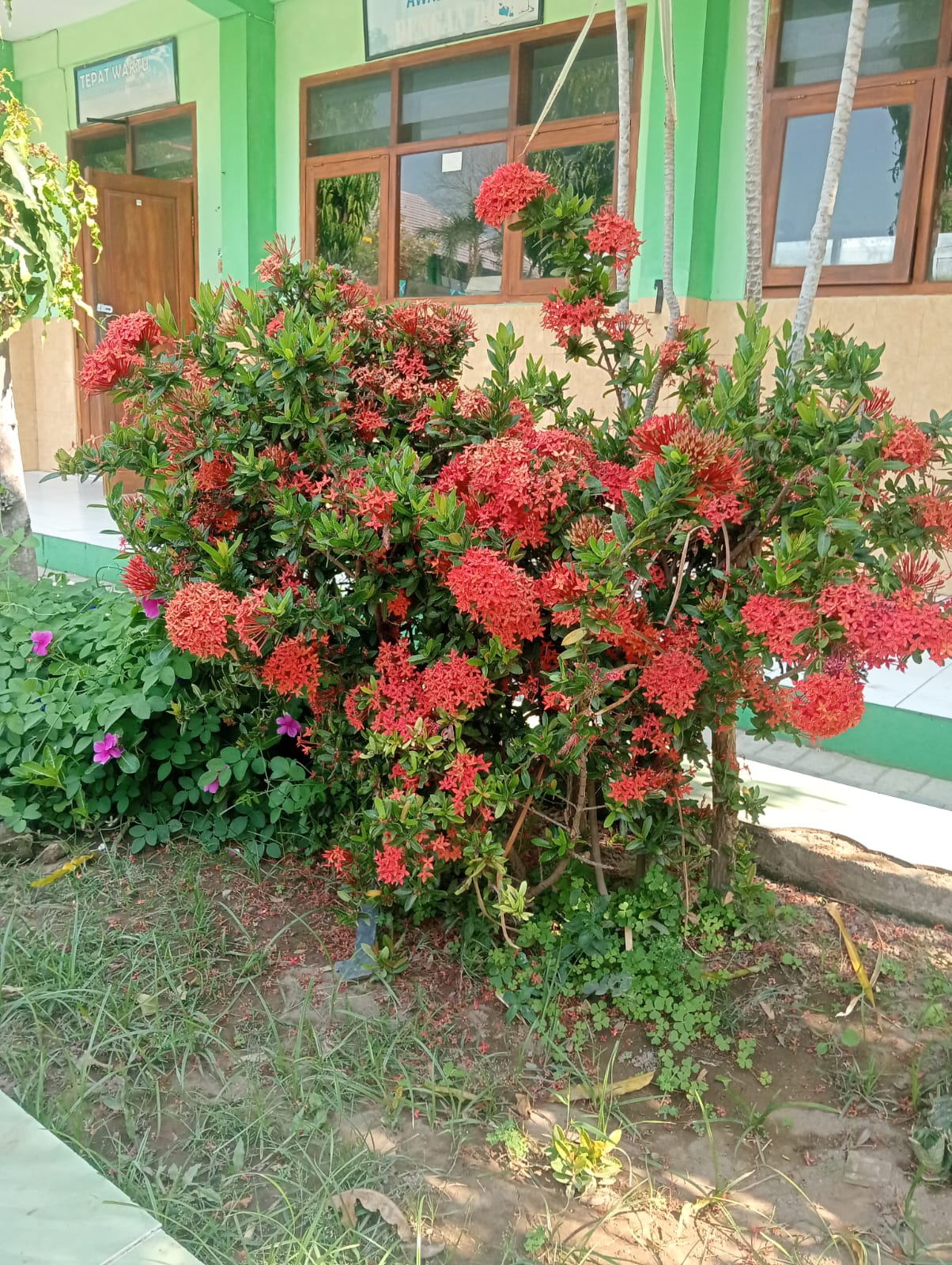 Bunga Asoka